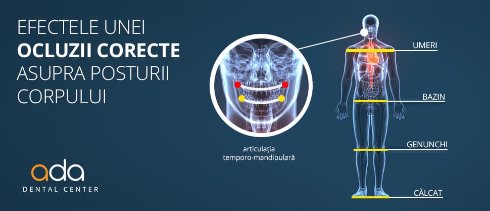 Muscatura corecta determina armonie a intregului corp
